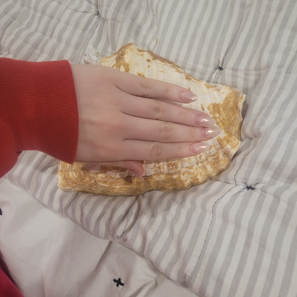 Large queen Key west shell 🐚 - Picture 2 of 5